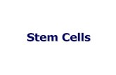 Cellule Staminali (2)