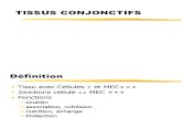 Cours Medecine Info Histologie Le Tissu Conjonctif