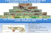 Funciones Vitales de Animales y Plantas Ainara y Alma