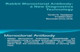 Rabbit Monoclonal Antibody