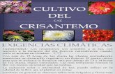 CULTIVO del crisantemo..pptx