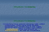 Phylum Cnidaria 1
