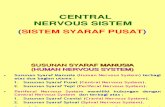 Central Nervous System-b