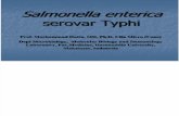 Salmonella Typhi 2012