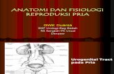 2 Anatomi Fisiologi Repro Pria-copy