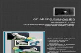 Criadero Bullcanes Bulldog Ingles Disponibles