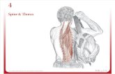 5.Coloana vertebrală şi torace