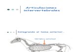 Modulo 1 - Articulaciones Intervertebrales