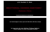 Sectional Human Anatomy2