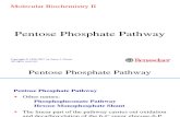 Pentose pathway