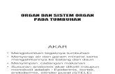 Organ Dan Sistem Organ Pada Tumbuhan (1)