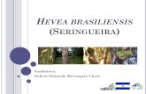 Hevea Brasiliensis (Seringueira)