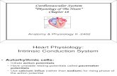 2402 Lecture02 Ch 18 Heart