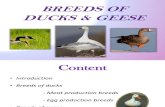 Breeds of Ducks & Geese