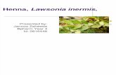 Henna, Lawsonia Inermis1