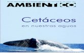 Ambientico Cetaceos en Nuestras Aguas Keto