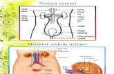 31914341 Anatomi Fisiologi Sistem Urinari Copy