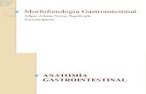 Morfofisiología Gastrointestinal