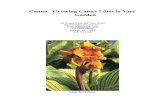 Growing Canna Lilies in your garden