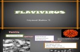 Flavivirus Niyi Fin.