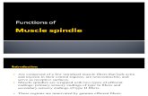 Muscle Spindle Samar