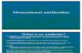 17172974 Monoclonal Antibodies