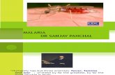 Malaria Dr Sanjay Panchal