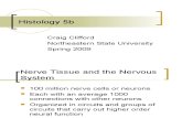 Nervous System -NSU