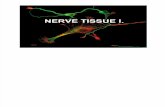 Nerve Tissue 1 histology