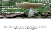 Biologia PPT - Maxi - Fungos