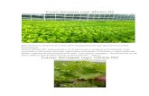 Справочник по выращиванию салата на гидропонике