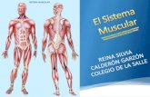 Clase 4p sistema muscular
