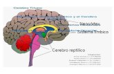 Cerebro triuno y hemisferios