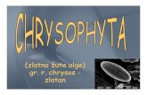 (zlatno žute alge) gr. r. chrysos - zlatan