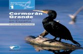 Cormoran grande