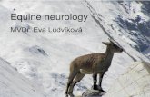 Equine internal medicine -. Lecture 5. year Neurology