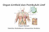 Organ Limfoid dan Pembuluh Limf