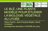 Le Blé, une plante modèle pour étudier la biologie végétale au lycée