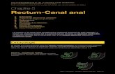 Rectum-Canal anal