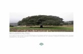 Quercus rotundifolia Lam. “Encina” Foto y comentario: A.V. Pérez ...