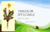 Taraxacum officinale- Diente de León
