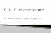 Human y chromosome