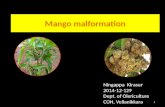 Mango  malformation