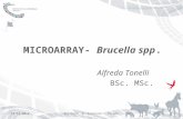 Brucella Microarray 14/12/2012