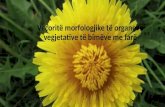 Veçoritë morfologjike të organeve vegjetative të bimëve me fare