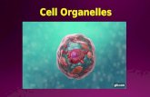 Cell organelles - BSK10A