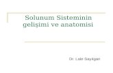 Solunum anatomisi