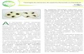 Patologia de sementes de espécies florestais na Amazônia As ...