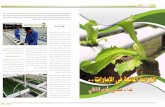 الزراعة المائية في الإمارات