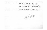 Atlas de anatomia humana netter 2da. ediciã³n